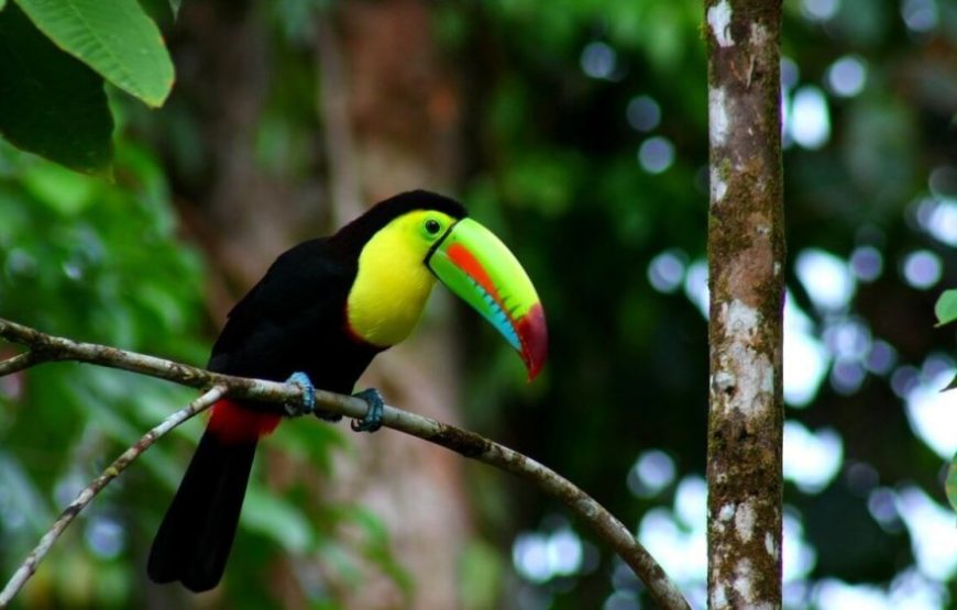 BirdWatching in Monteverde all tours costa rica