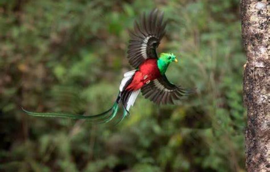 BirdWatching in Monteverde all tours costa rica